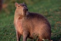 2-capybara-on-the-llanos-venezuela-robert-caputo.jpg